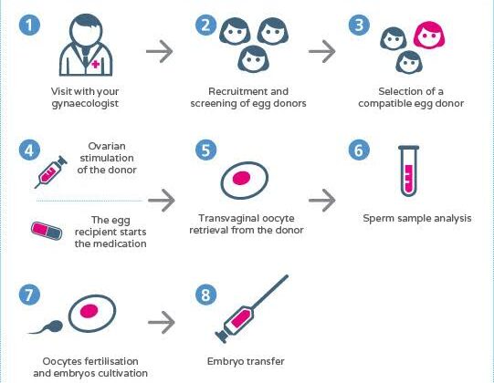 egg donation