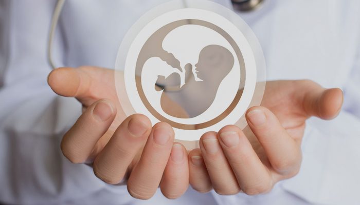 embryo embryo